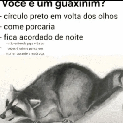 Figurinha de Guaxinim (25 de 30)