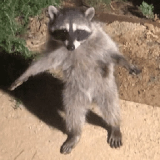 Figurinha de Guaxinim (27 de 30)