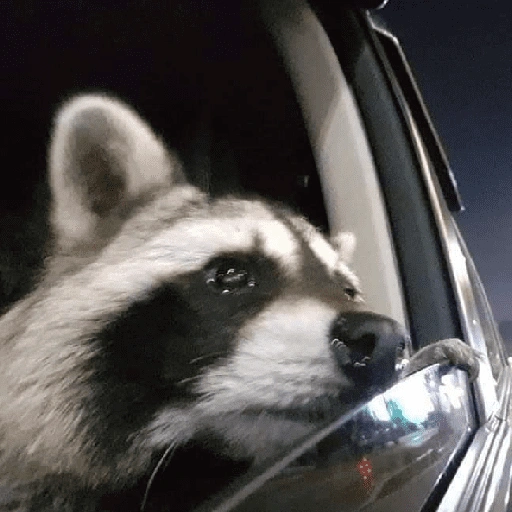 Figurinha de Guaxinim (30 de 30)