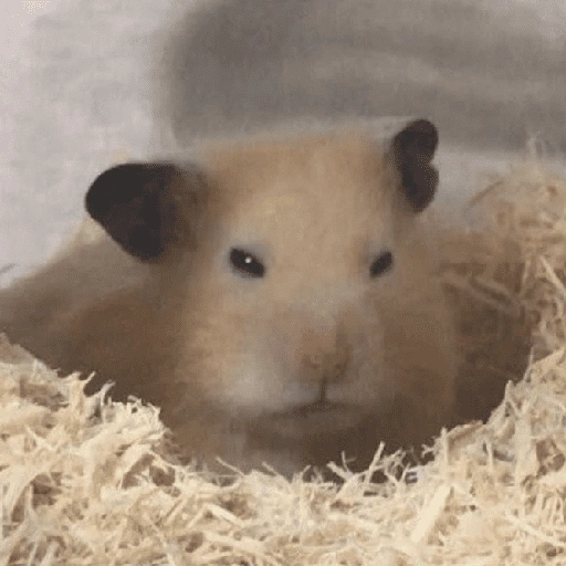 Figurinha de Hamster 🐹 (4 de 12)