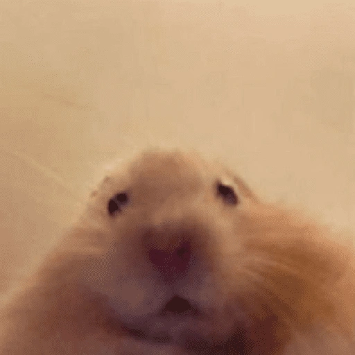 Figurinha de Hamster 🐹 (10 de 12)