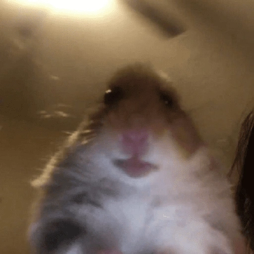 Figurinha de Hamster 🐹 (11 de 12)