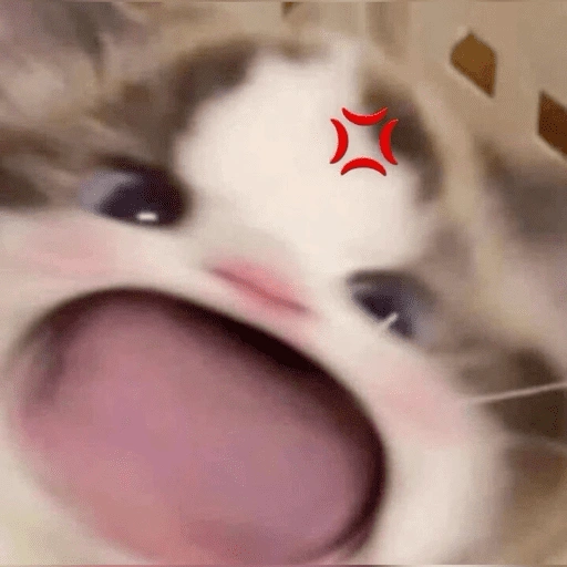 Figurinha de KUCING ANGRY😡😡 (3 de 12)