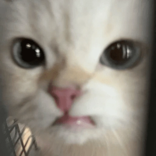 Figurinha de KUCING ANGRY😡😡 (4 de 12)