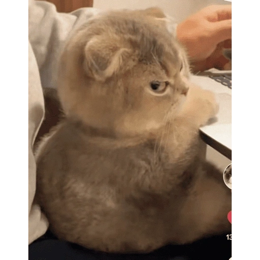 Figurinha de KUCING ANGRY😡😡 (5 de 12)