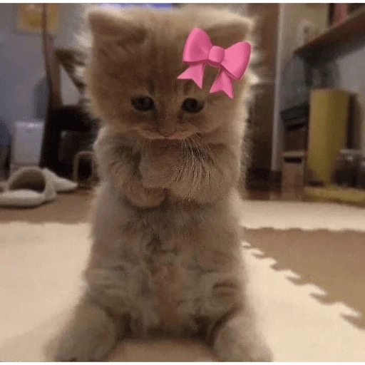 Figurinha de KUCING ANGRY😡😡 (6 de 12)