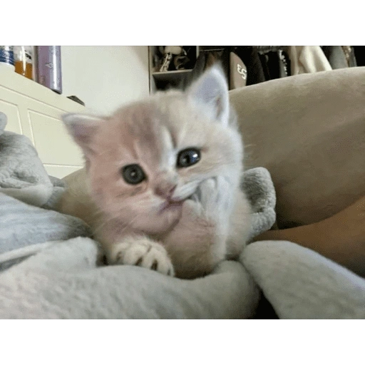Figurinha de KUCING ANGRY😡😡 (7 de 12)