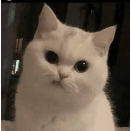 Figurinha de KUCING ANGRY😡😡 (8 de 12)