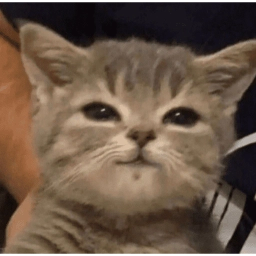 Figurinha de KUCING ANGRY😡😡 (9 de 12)