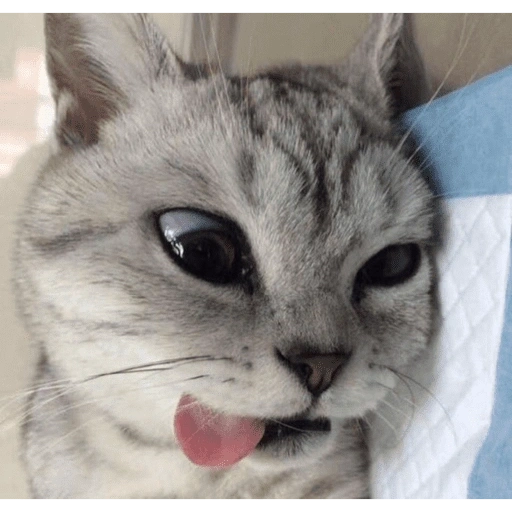 Figurinha de KUCING ANGRY😡😡 (11 de 12)