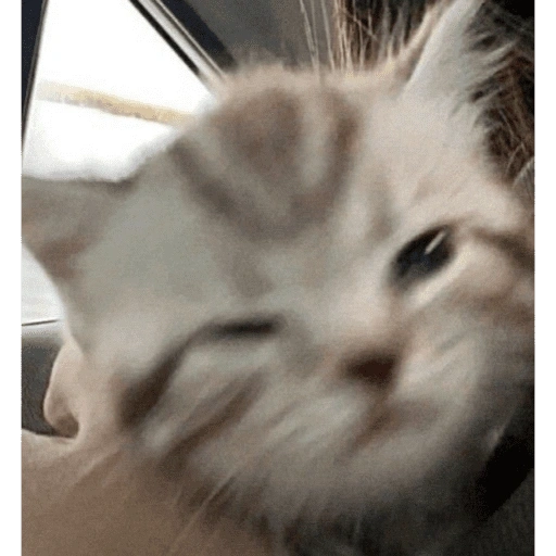 Figurinha de KUCING ANGRY😡😡 (12 de 12)