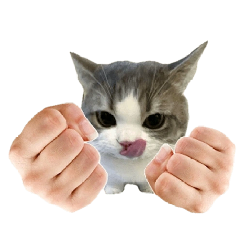 Figurinha de kucing uia cat 🐈 para WhatsApp (1 de 15)