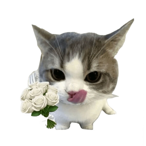 Figurinha de kucing uia cat 🐈 para WhatsApp (3 de 15)