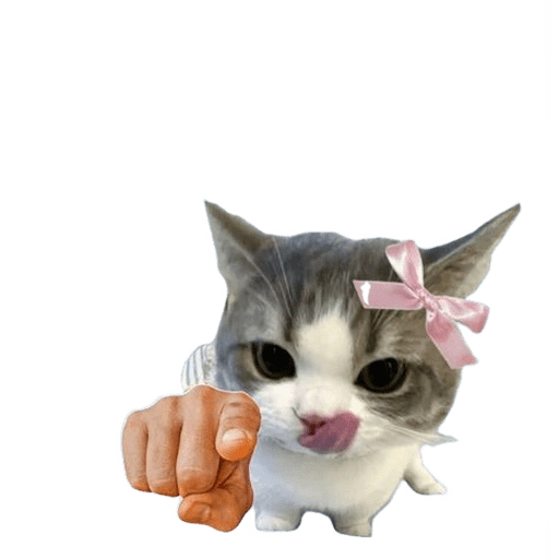 Figurinha de kucing uia cat 🐈 para WhatsApp (5 de 15)