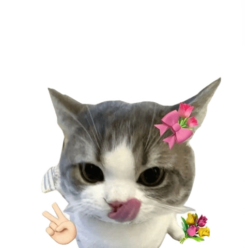 Figurinha de kucing uia cat 🐈 para WhatsApp (7 de 15)