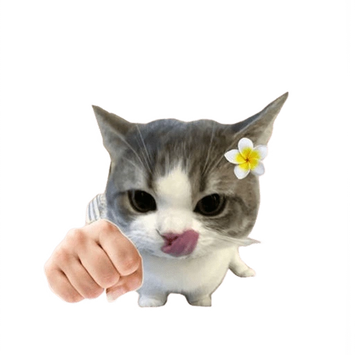 Figurinha de kucing uia cat 🐈 para WhatsApp (9 de 15)