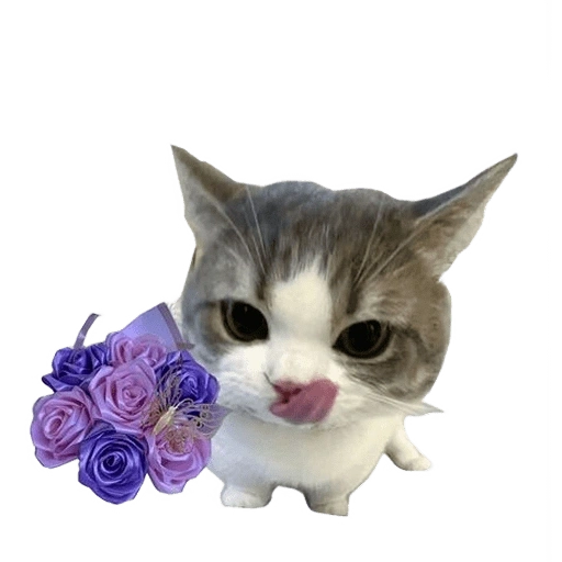 Figurinha de kucing uia cat 🐈 para WhatsApp (11 de 15)