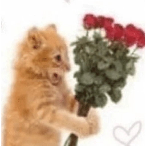 Figurinha de Love cat. | @ocenferios  𝐇aki. para WhatsApp (2 de 9)