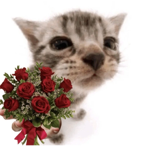 Figurinha de Love cat. | @ocenferios  𝐇aki. para WhatsApp (3 de 9)