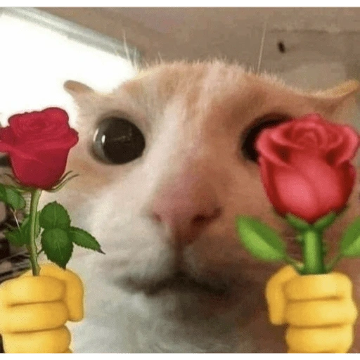 Figurinha de Love cat. | @ocenferios  𝐇aki. para WhatsApp (4 de 9)