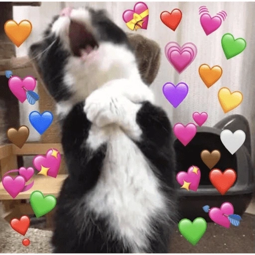 Figurinha de Love cat. | @ocenferios  𝐇aki. para WhatsApp (7 de 9)