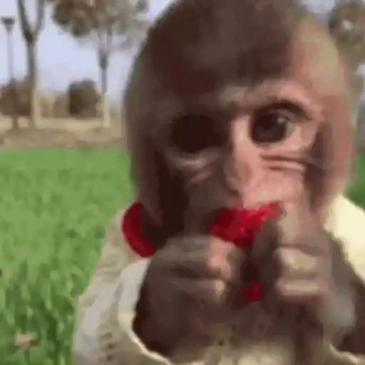 Figurinha de Macaco para WhatsApp (1 de 14)