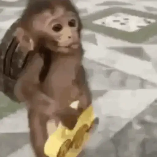 Figurinha de Macaco para WhatsApp (2 de 14)