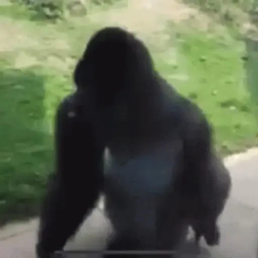 Figurinha de Macaco para WhatsApp (3 de 14)