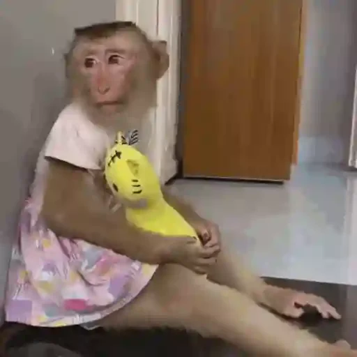 Figurinha de Macaco para WhatsApp (5 de 14)