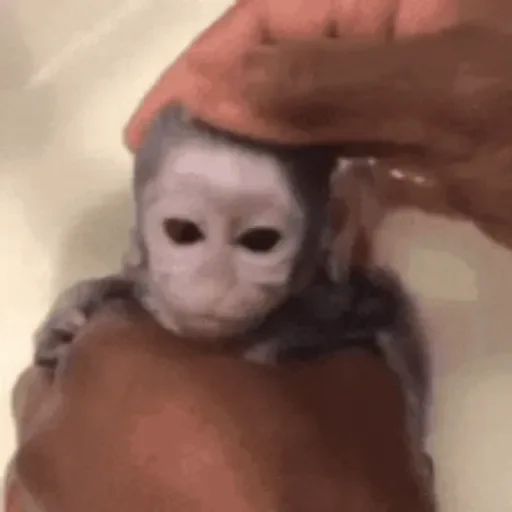 Figurinha de Macaco para WhatsApp (7 de 14)