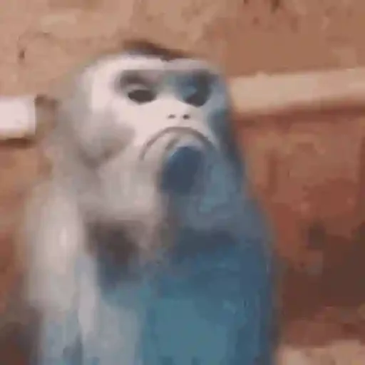 Figurinha de Macaco para WhatsApp (8 de 14)