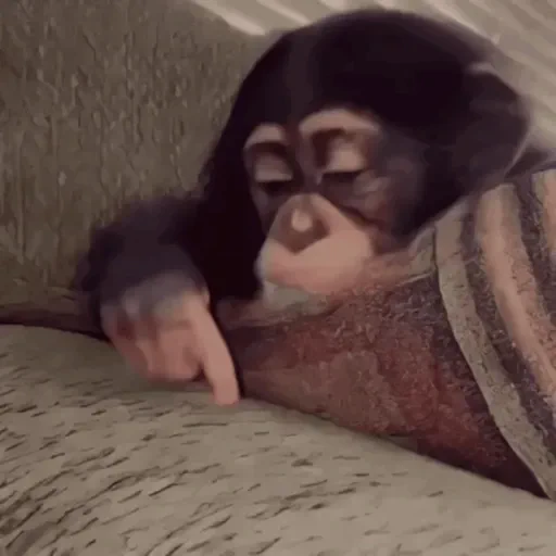 Figurinha de Macaco para WhatsApp (9 de 14)