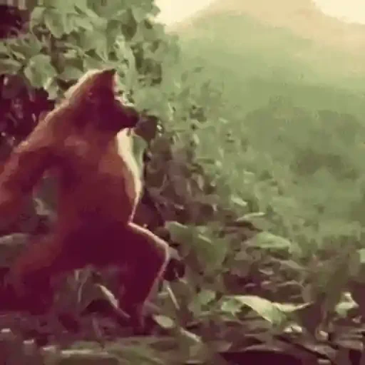 Figurinha de Macaco para WhatsApp (10 de 14)