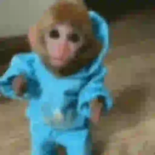 Figurinha de Macaco para WhatsApp (12 de 14)