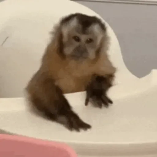 Figurinha de Macaco para WhatsApp (14 de 14)