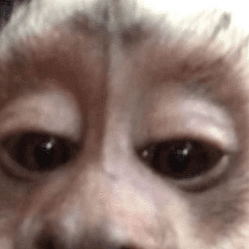 Figurinha de Macaco Fofo Reações 🐵 para WhatsApp (2 de 15)