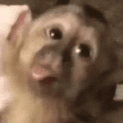 Figurinha de Macaco Fofo Reações 🐵 para WhatsApp (3 de 15)