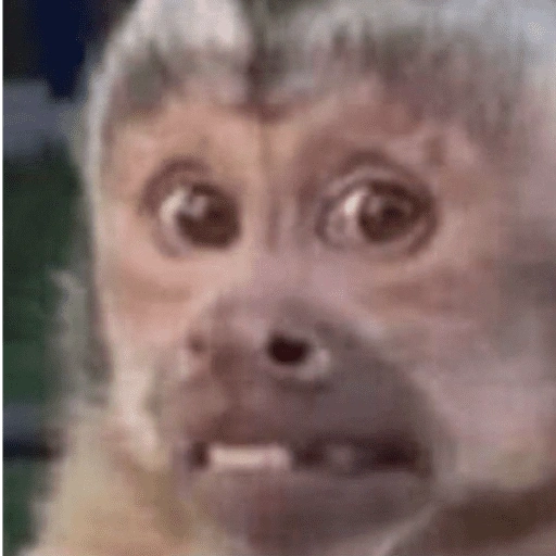 Figurinha de Macaco Fofo Reações 🐵 para WhatsApp (4 de 15)