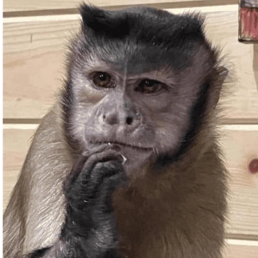 Figurinha de Macaco Fofo Reações 🐵 para WhatsApp (5 de 15)