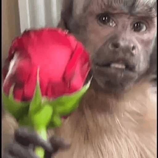 Figurinha de Macaco Fofo Reações 🐵 para WhatsApp (6 de 15)