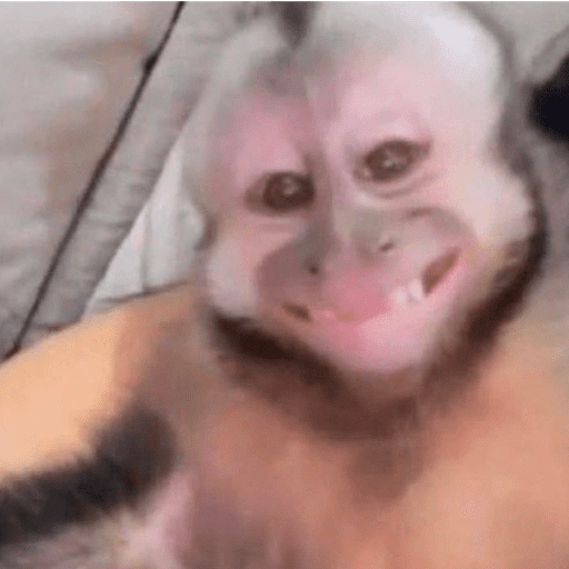 Figurinha de Macaco Fofo Reações 🐵 para WhatsApp (7 de 15)