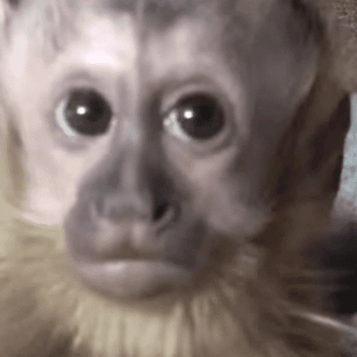 Figurinha de Macaco Fofo Reações 🐵 para WhatsApp (8 de 15)