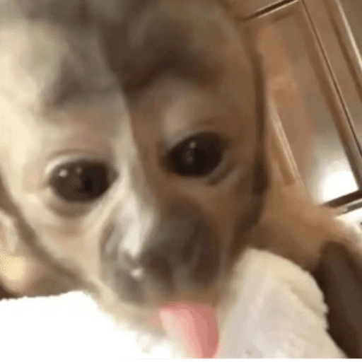 Figurinha de Macaco Fofo Reações 🐵 para WhatsApp (11 de 15)