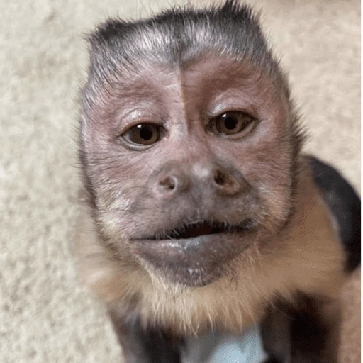 Figurinha de Macaco Fofo Reações 🐵 para WhatsApp (13 de 15)
