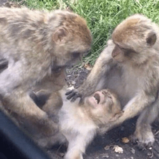Figurinha de Macaco Fofo Reações 🐵 para WhatsApp (14 de 15)