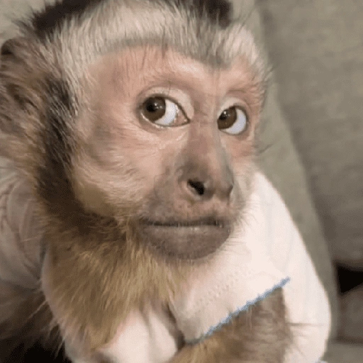 Figurinha de Macaco (3 de 18)