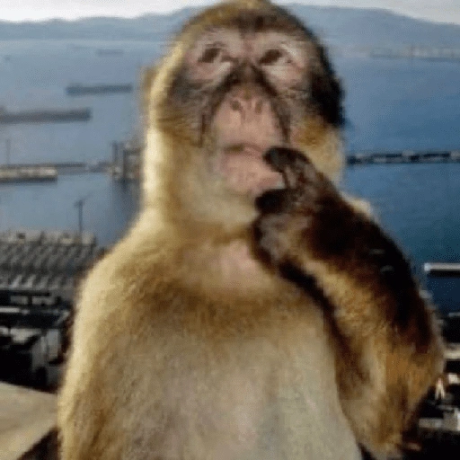 Figurinha de Macaco (4 de 18)