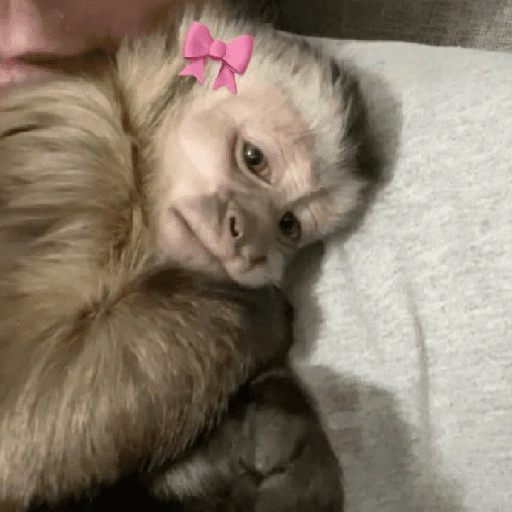 Figurinha de Macaco (5 de 18)