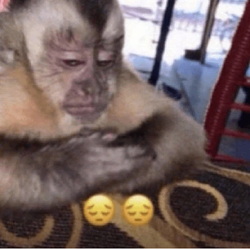 Figurinha de Macaco (6 de 18)