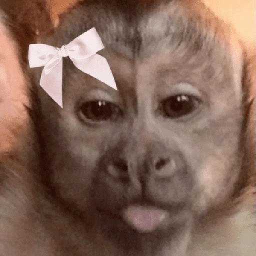 Figurinha de Macaco (7 de 18)